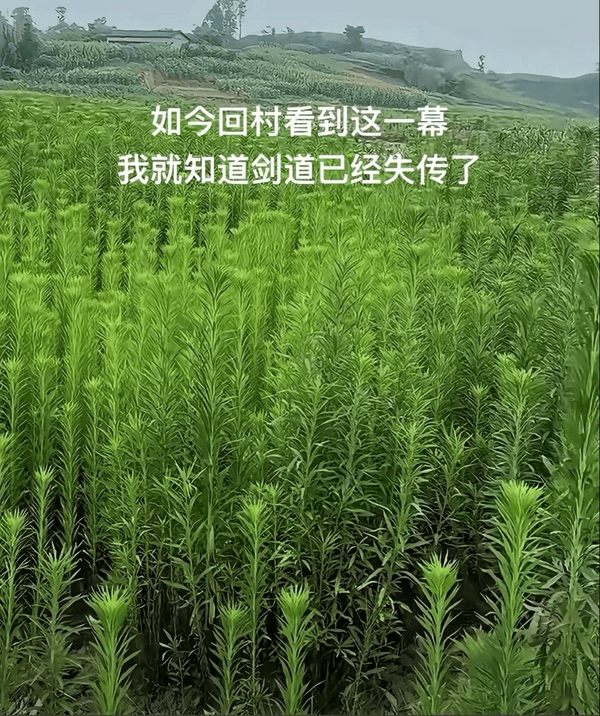 剑道已经失传