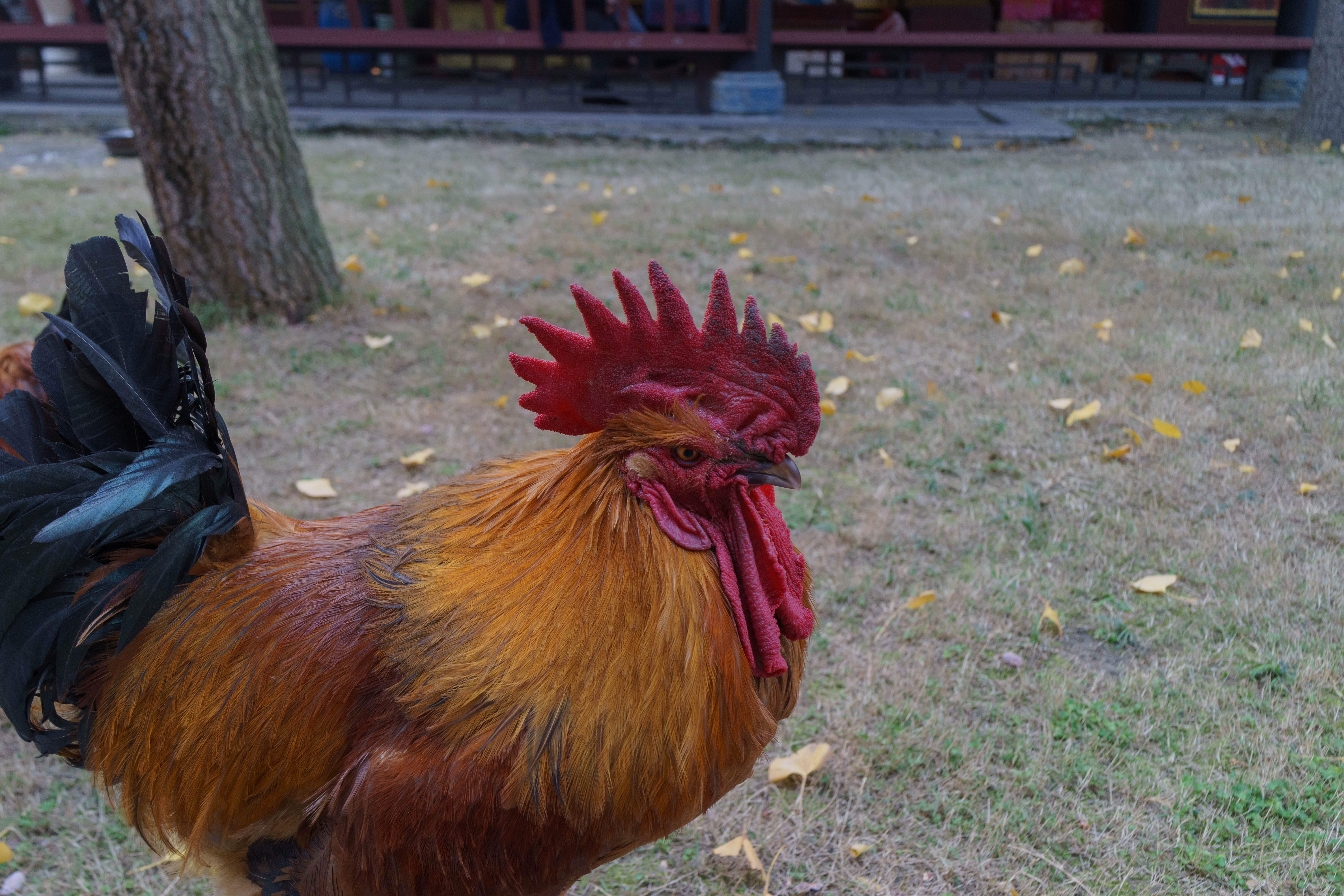 泰坦尼克音乐会