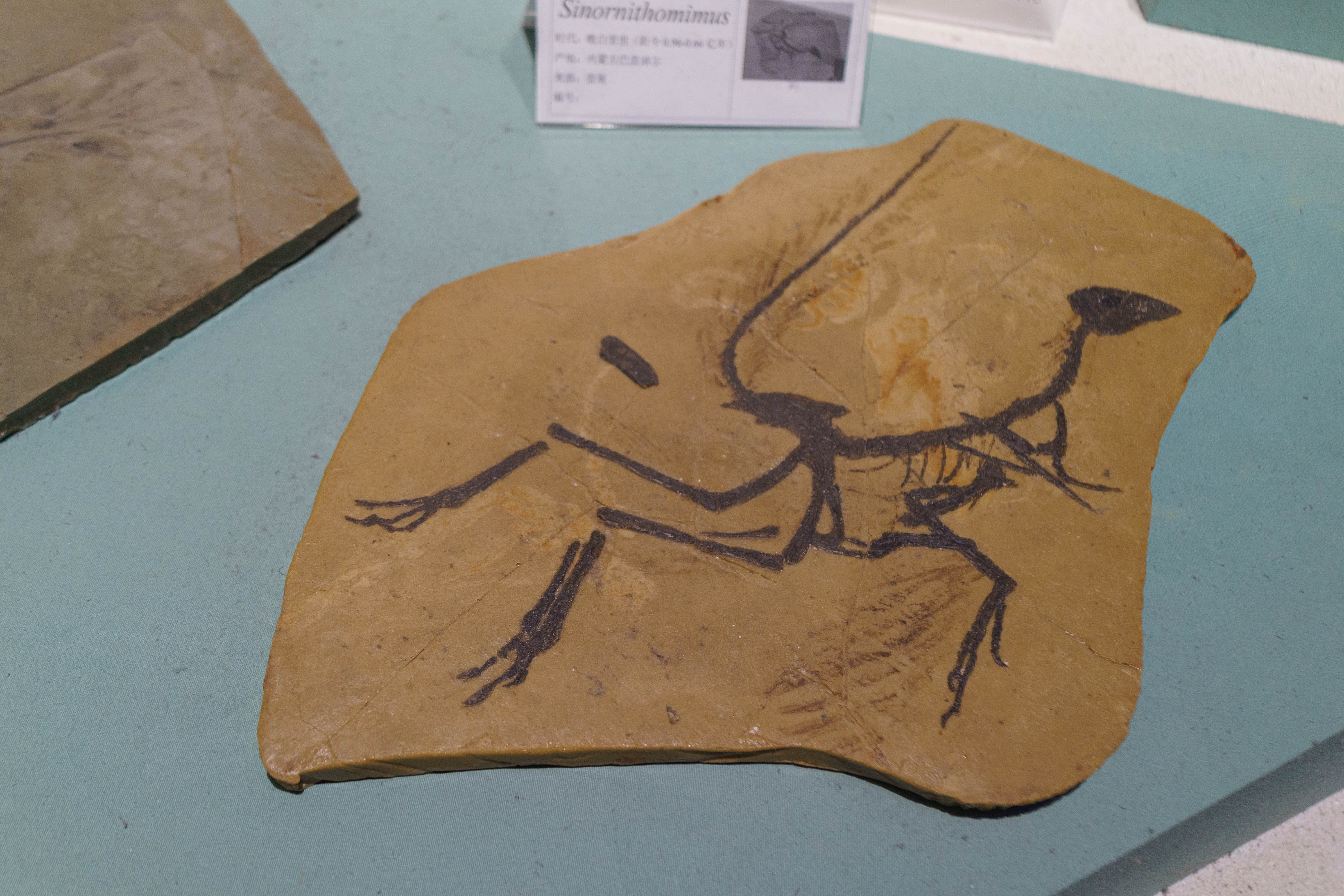 成都自然博物馆