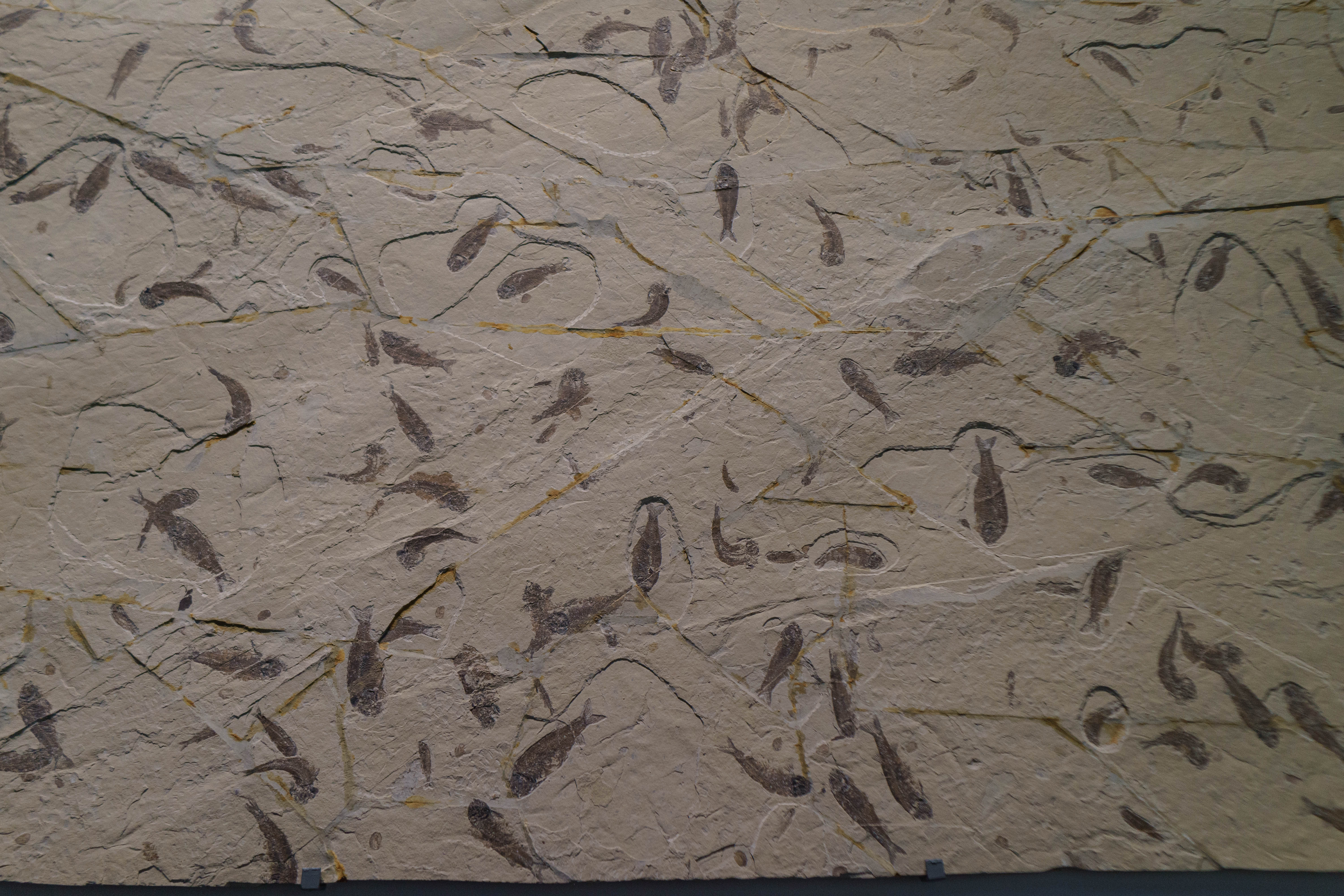 成都自然博物馆