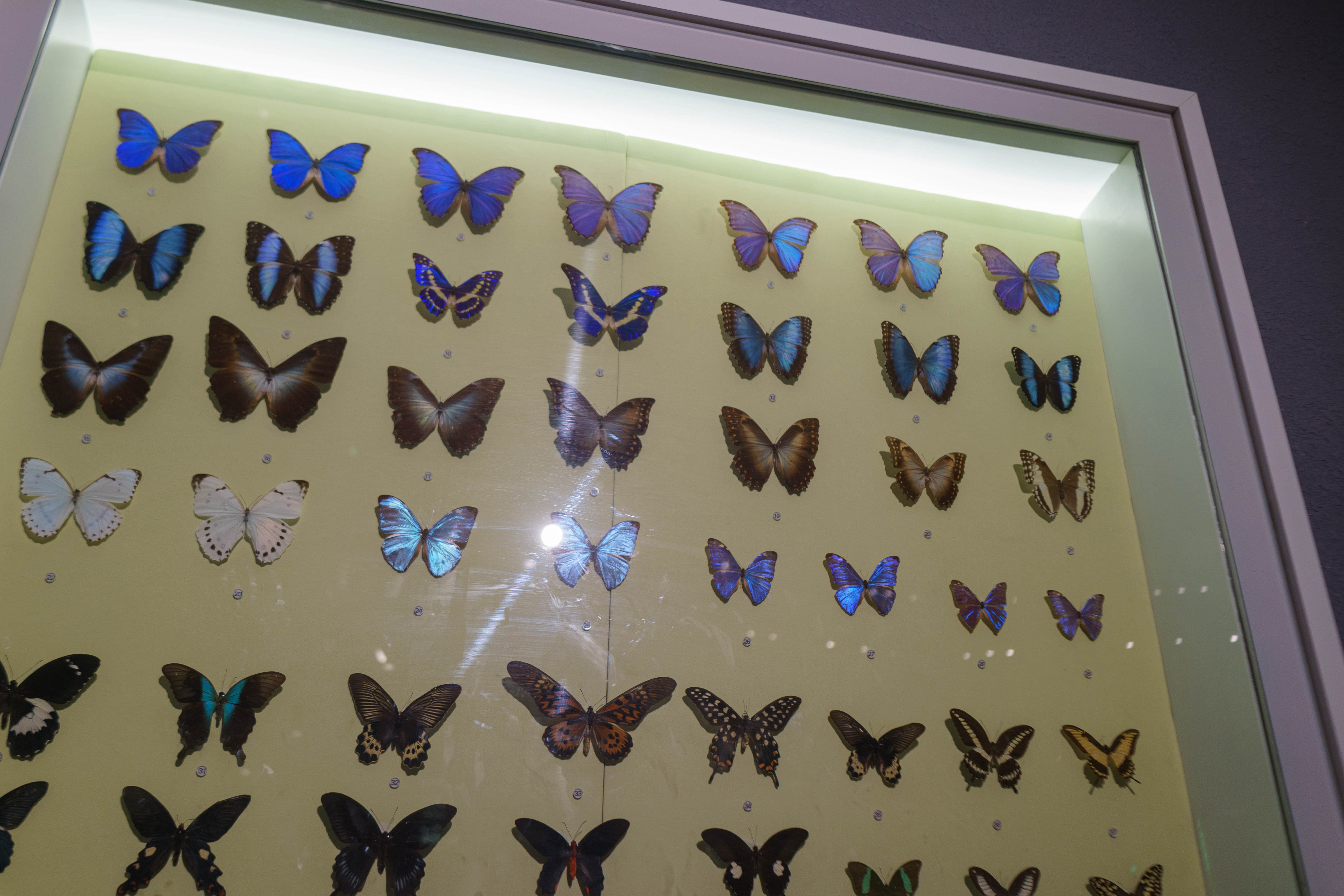 成都自然博物馆