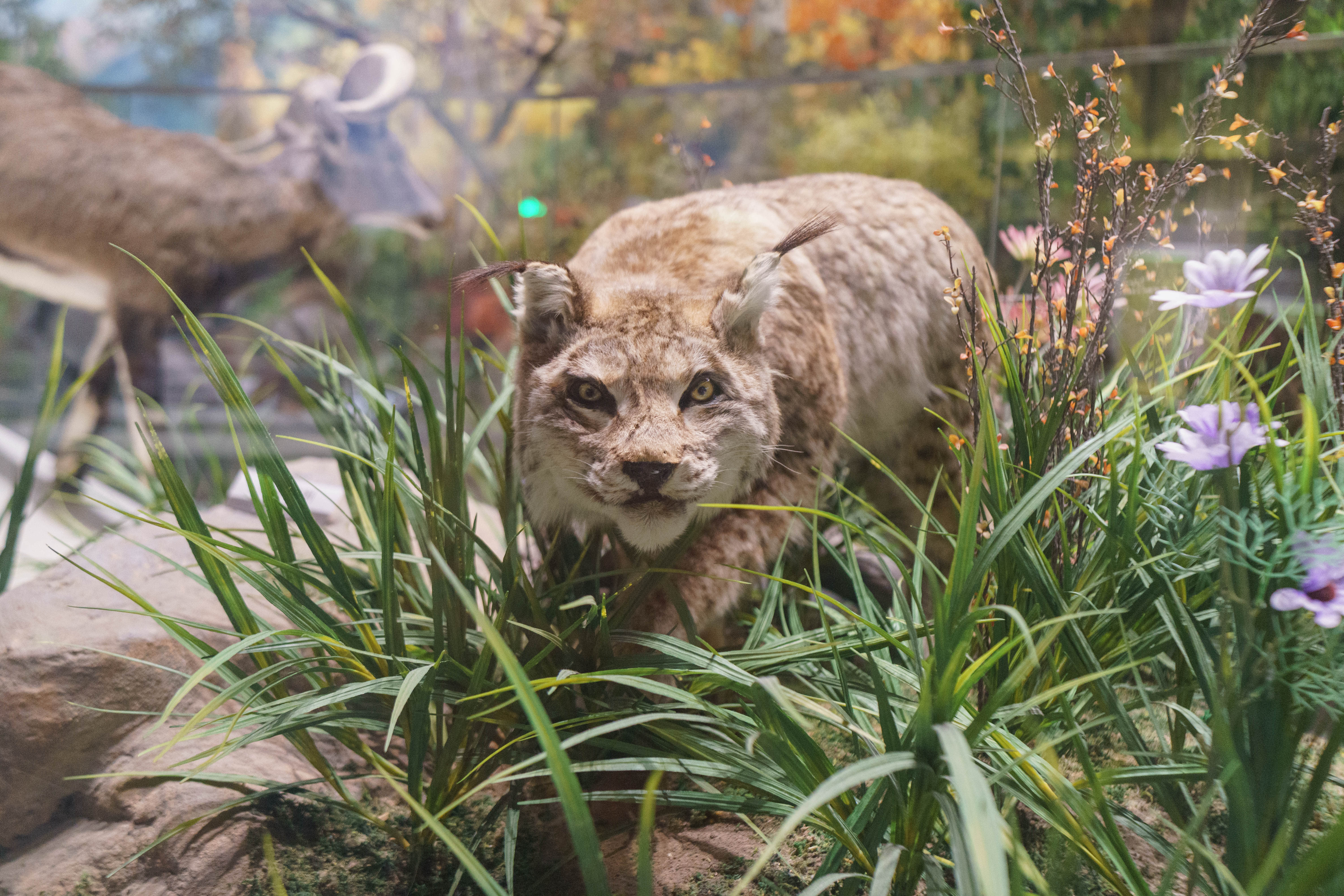 成都自然博物馆